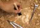 Care sunt utilizările practice ale paleontologiei