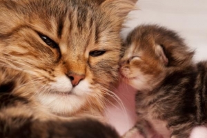 Numele animalelor femele și ale tinerilor lor